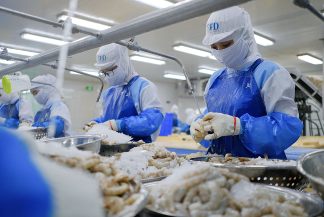 Vietnam seafood exporters urged to stun shrimp, fish before slaughter - Ảnh 1.