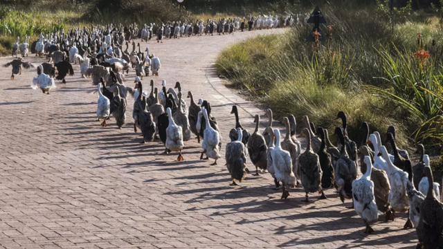 'Duck run' pest control catching on in S.Africa's winelands- Ảnh 1.