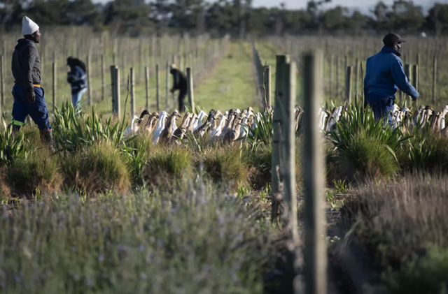 'Duck run' pest control catching on in S.Africa's winelands- Ảnh 2.