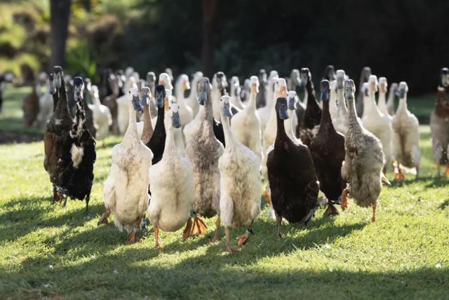 'Duck run' pest control catching on in S.Africa's winelands- Ảnh 3.