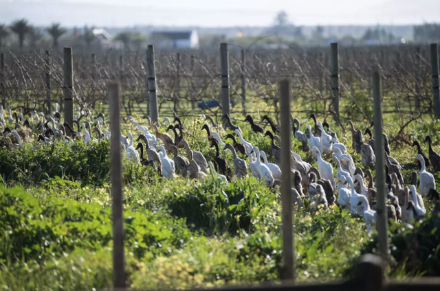 'Duck run' pest control catching on in S.Africa's winelands- Ảnh 4.