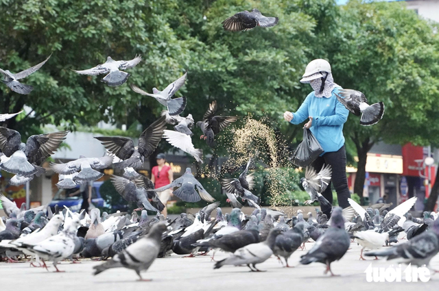Pigeons bring touch of peace to downtown Ho Chi Minh City- Ảnh 1.