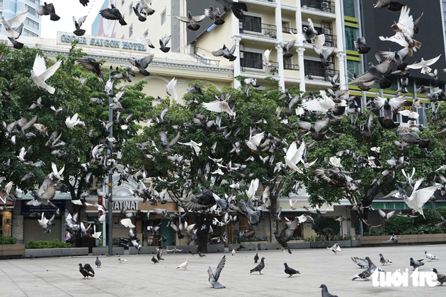 Pigeons bring touch of peace to downtown Ho Chi Minh City- Ảnh 2.