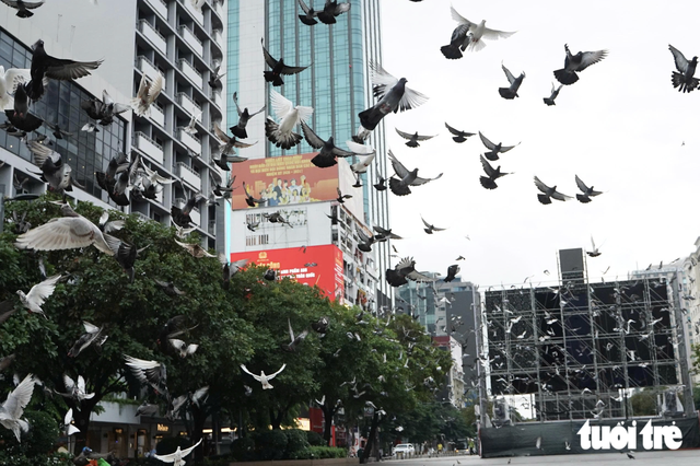 Pigeons bring touch of peace to downtown Ho Chi Minh City- Ảnh 4.