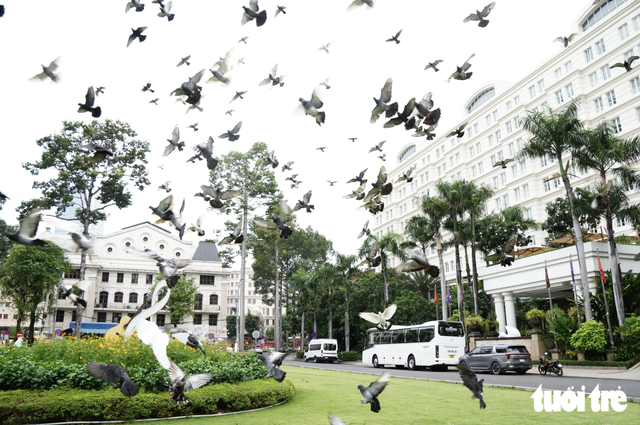 Pigeons bring touch of peace to downtown Ho Chi Minh City- Ảnh 5.