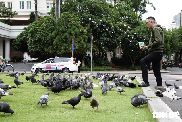Pigeons bring touch of peace to downtown Ho Chi Minh City- Ảnh 7.