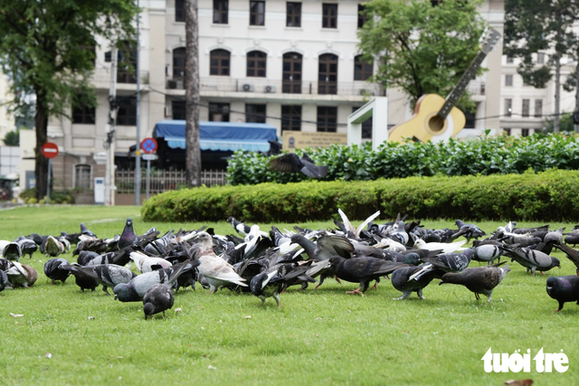 Pigeons bring touch of peace to downtown Ho Chi Minh City- Ảnh 8.