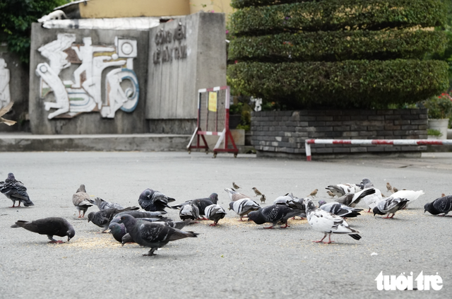 Pigeons bring touch of peace to downtown Ho Chi Minh City- Ảnh 9.