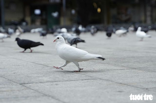 Pigeons bring touch of peace to downtown Ho Chi Minh City- Ảnh 11.