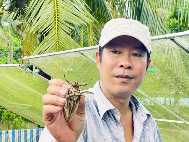 Vietnamese man makes business out of giant water bug farming- Ảnh 1.