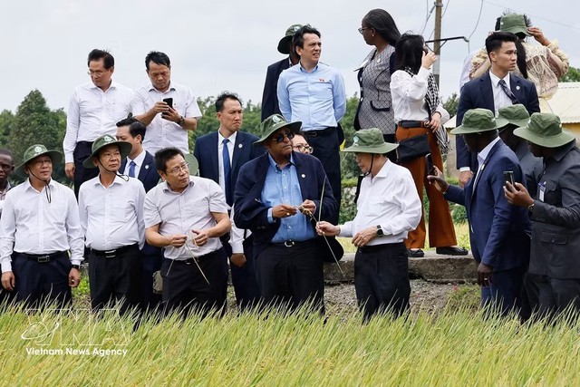 Vietnamese, Ivorian NA Presidents explore agricultural development models in Can Tho - Ảnh 1.