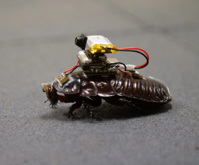 Vietnamese scientists in Australia turn cockroaches into cyborg rescuers for disaster relief- Ảnh 1.