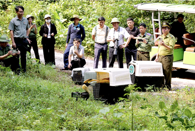 Beyond the caves: Phong Nha-Ke Bang opens new trail for birdwatchers - Ảnh 1.