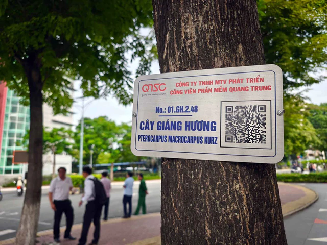 QTSC in Ho Chi Minh City digitizes nearly 1,800 trees for smart management- Ảnh 1.