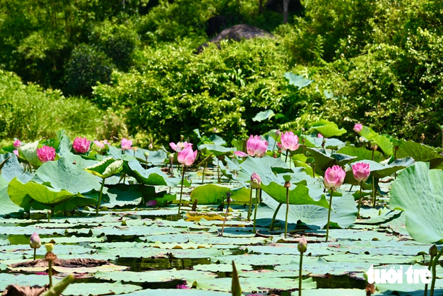 Bau Da wetland in Vietnam’s Dak Lak emerges as new eco-tourism destination- Ảnh 5.