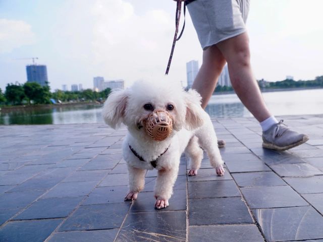 Up to $76 fines for unmuzzled dogs in Vietnam: Who can enforce?- Ảnh 1.