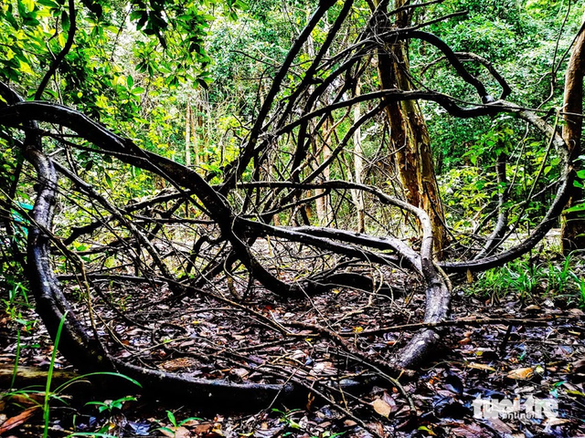 Ho Chi Minh City nature reserve offers pristine escape amid ancient trees, blue waters- Ảnh 10.