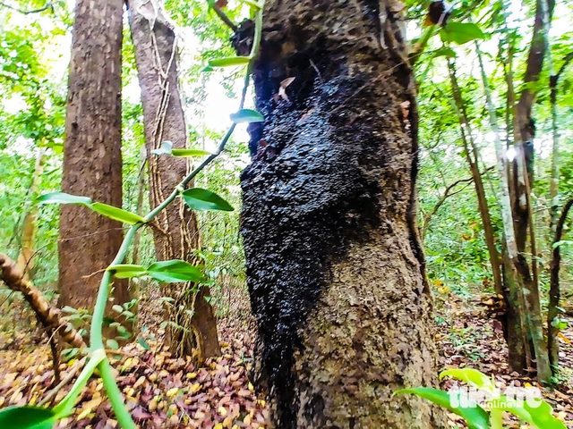 Ho Chi Minh City nature reserve offers pristine escape amid ancient trees, blue waters- Ảnh 4.