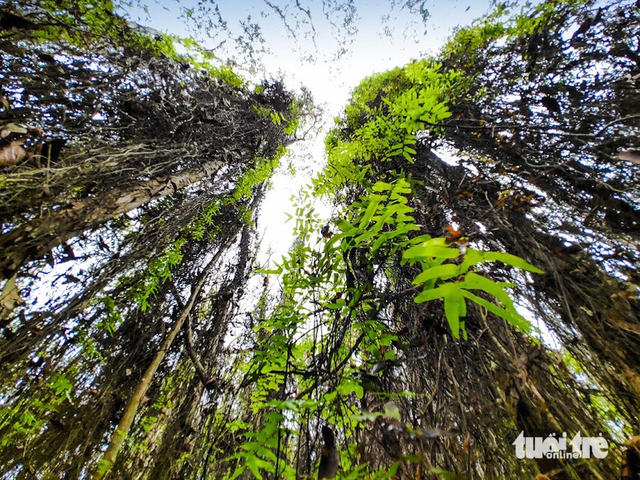 Ho Chi Minh City nature reserve offers pristine escape amid ancient trees, blue waters- Ảnh 5.