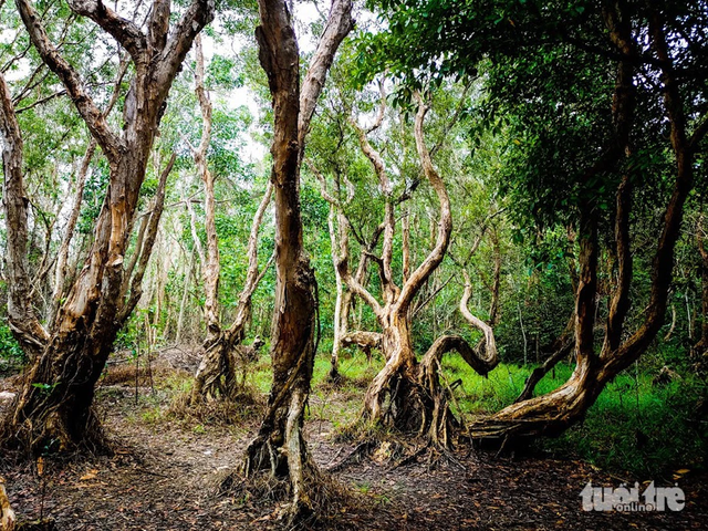 Ho Chi Minh City nature reserve offers pristine escape amid ancient trees, blue waters- Ảnh 6.