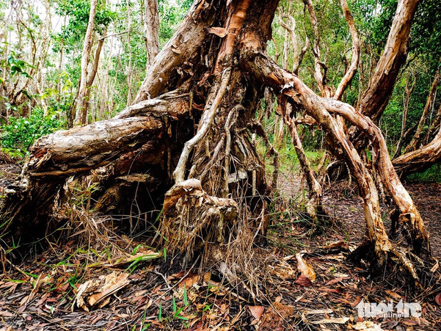 Ho Chi Minh City nature reserve offers pristine escape amid ancient trees, blue waters- Ảnh 7.