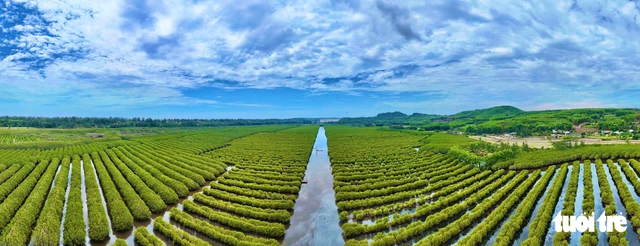 A slice of Mekong Delta hidden in Quang Ngai’s billion-dollar industrial hub - Ảnh 1.