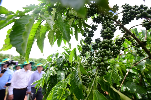From Robusta powerhouse to value-added coffee: Vietnam's next move - Ảnh 1.