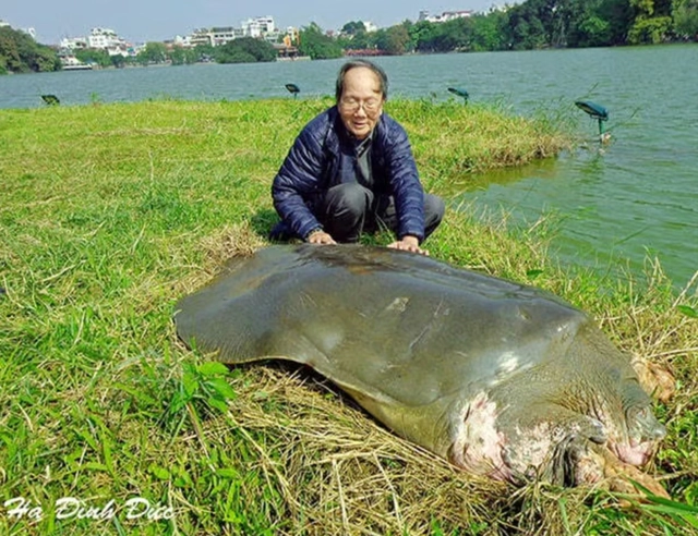 Vietnam’s renowned ‘turtle scholar’ Ha Dinh Duc passes away at 86- Ảnh 1.