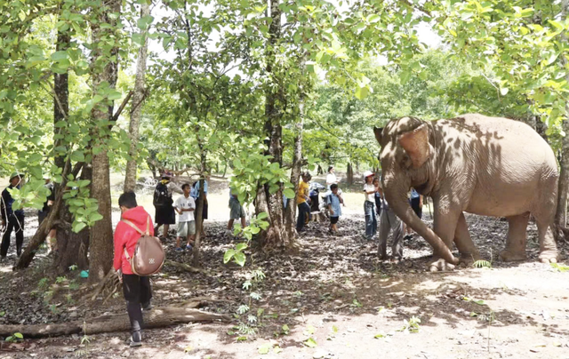 Local, int’l visitors see elephants, rare wildlife up close in Vietnam’s Central Highlands - Ảnh 5.