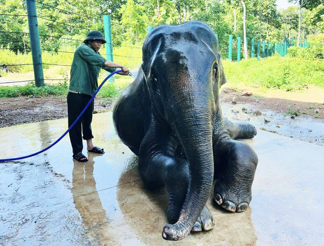 Local, int’l visitors see elephants, rare wildlife up close in Vietnam’s Central Highlands - Ảnh 8.