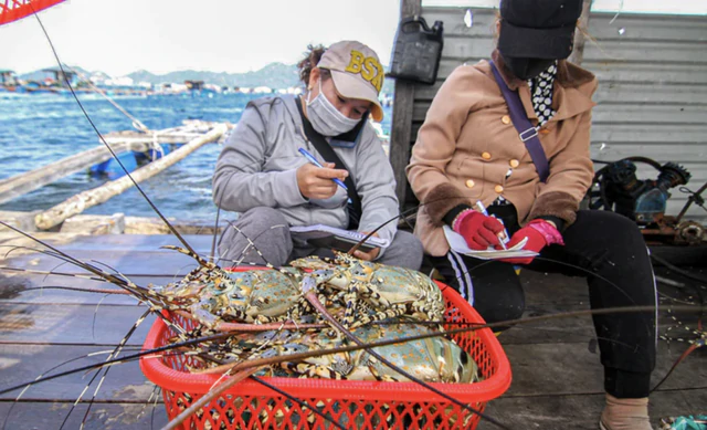 180,000 smuggled lobster seedlings destroyed: What’s holding back Vietnam’s lobster industry - Ảnh 1.