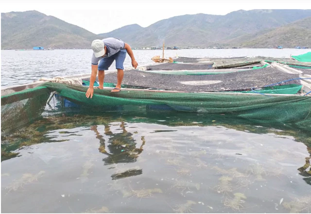 180,000 smuggled lobster seedlings destroyed: What’s holding back Vietnam’s lobster industry - Ảnh 4.