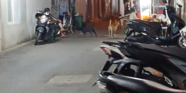 Vietnam's Da Nang sets up holding facility for stray dogs and cats, 48-hour deadline for owners - Ảnh 3.