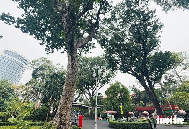 100-y-o trees at Saigon Zoo earn Heritage status- Ảnh 2.