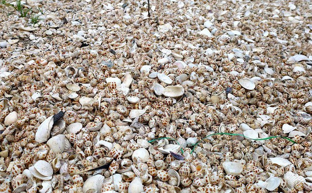 80 tonnes of farmed snails die en masse in central Vietnam - Ảnh 1.