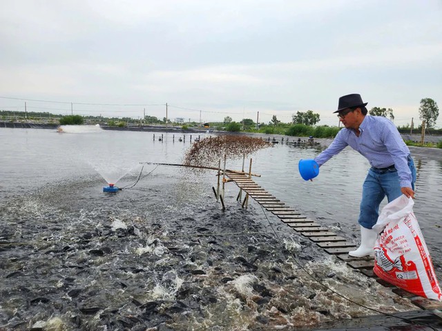From fish farm to sashimi counter: Vietnam’s tilapia finds market in Japan- Ảnh 1.
