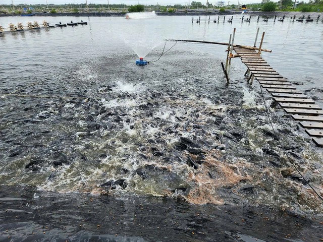 From fish farm to sashimi counter: Vietnam’s tilapia finds market in Japan- Ảnh 5.