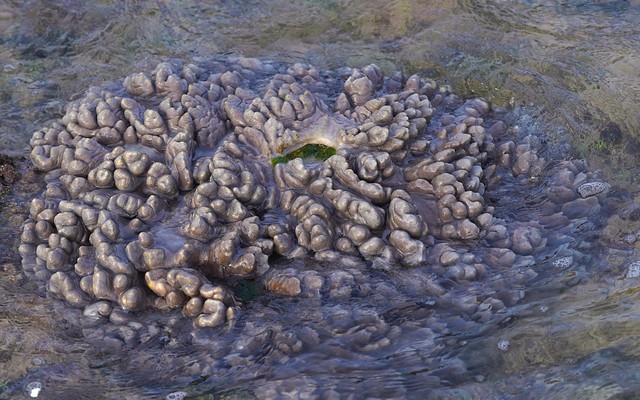 &nbsp;Uncontrolled tourism damages live coral reefs off Vietnam’s Khanh Hoa coast - Ảnh 1.