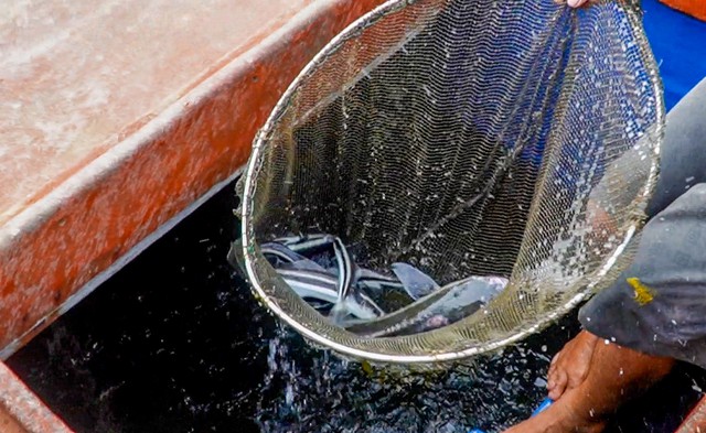 Fish get a unique ‘bath’ on Vietnam’s Tho Chu islands- Ảnh 3.