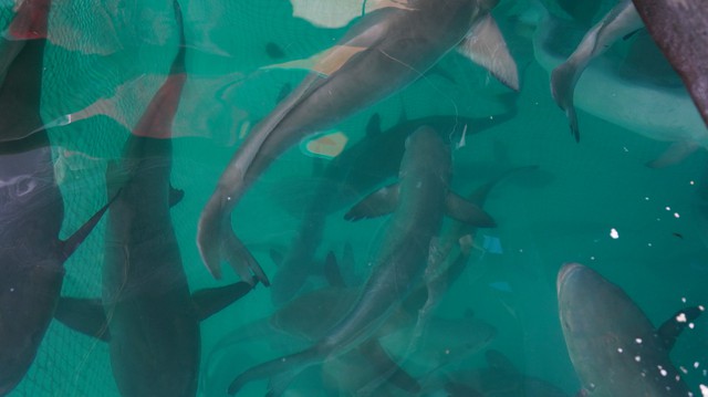 Fish get a unique ‘bath’ on Vietnam’s Tho Chu islands- Ảnh 1.