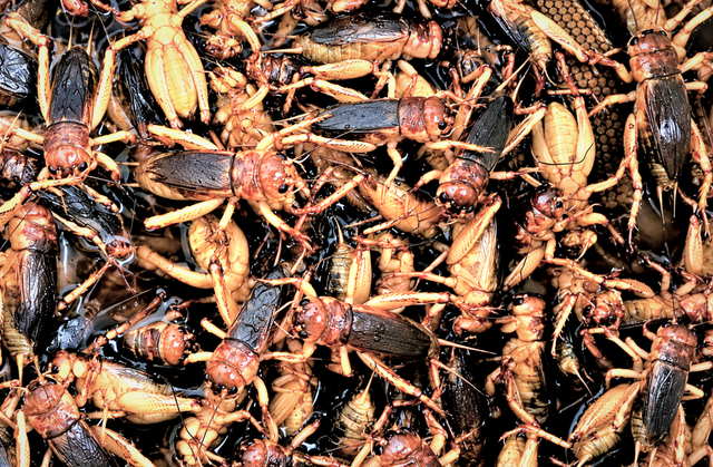 Rainy-season treat in central Vietnam: cricket-filled ‘banh xeo’- Ảnh 1.