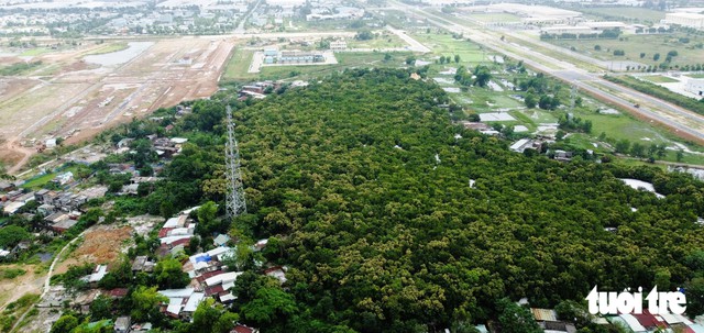 Da Nang to invest over $15mn in infrastructure for sacred forest site- Ảnh 1.