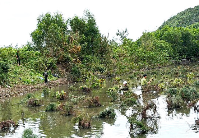 Over 20,000 bird traps dismantled in Vietnam’s Ha Tinh - Ảnh 2.