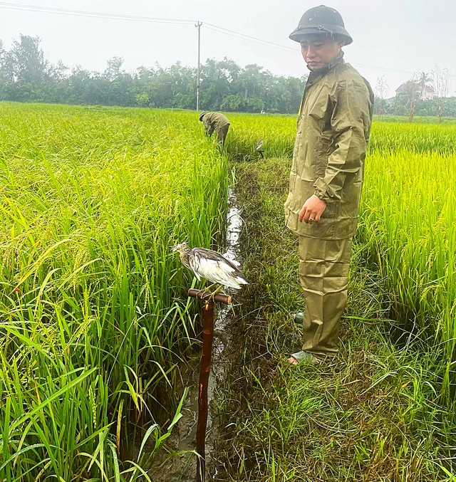 Over 20,000 bird traps dismantled in Vietnam’s Ha Tinh - Ảnh 5.