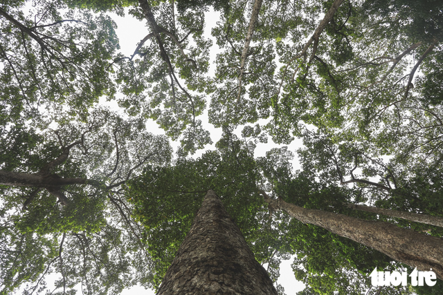 Ho Chi Minh City grapples with what to do about 4,000 aging trees- Ảnh 1.