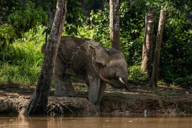 Malaysia's 'elephant whisperer' fights to save Borneo's endangered giants - Ảnh 2.
