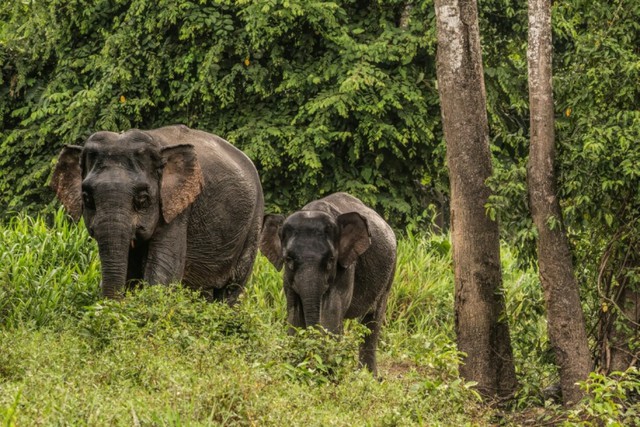 Malaysia's 'elephant whisperer' fights to save Borneo's endangered giants - Ảnh 3.
