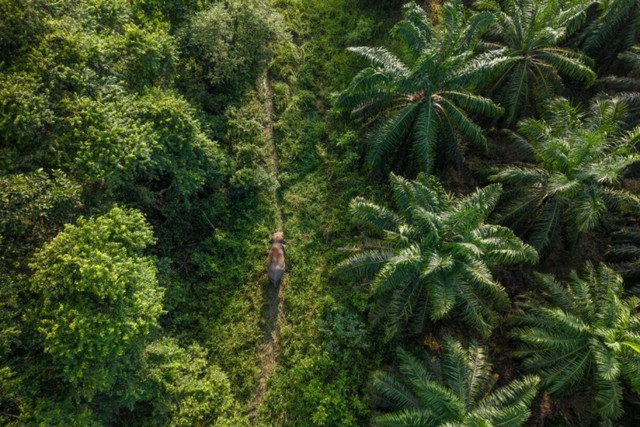 Malaysia's 'elephant whisperer' fights to save Borneo's endangered giants - Ảnh 4.