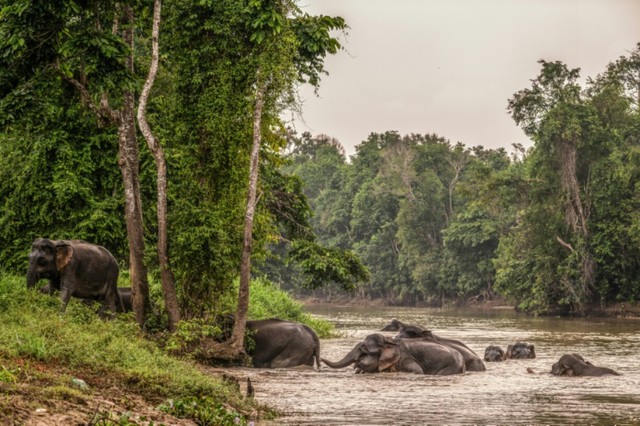 Malaysia's 'elephant whisperer' fights to save Borneo's endangered giants - Ảnh 5.