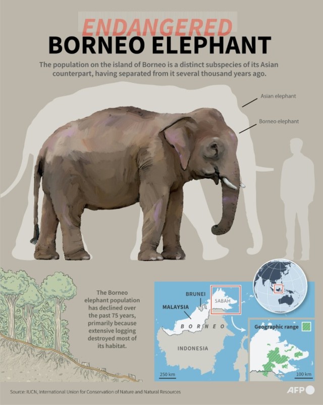 Malaysia's 'elephant whisperer' fights to save Borneo's endangered giants - Ảnh 7.